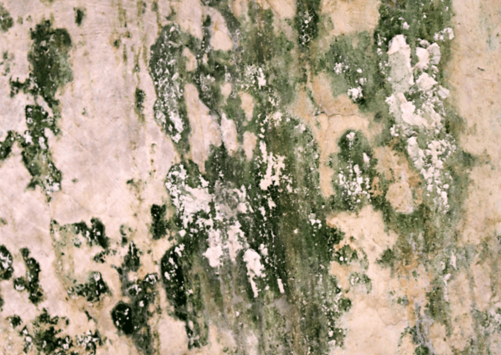 Veja nesse artigo a solução correta para um problema relativamente comum em ambientes internos de casas e apartamentos: o gesso mofado