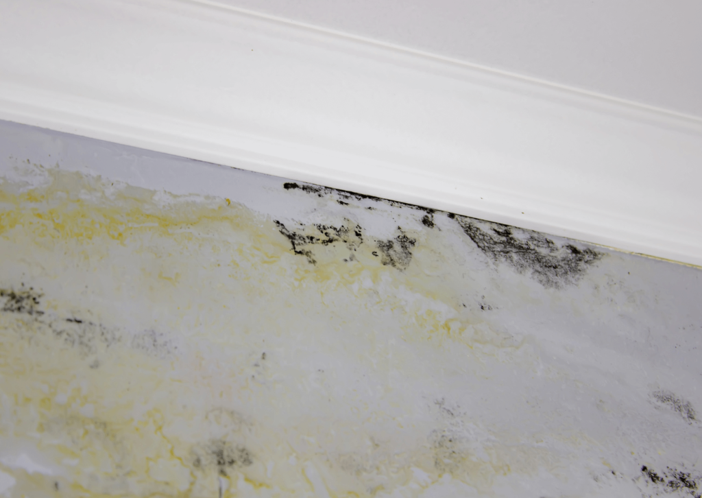 Veja como agir corretamente contra o mofo no teto de gesso para impedir que o problema se espalhe e comprometa áreas maiores.