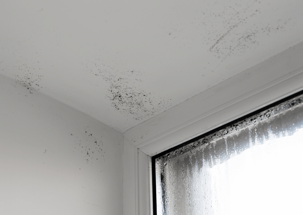 Veja como agir corretamente contra o mofo no teto de gesso para impedir que o problema se espalhe e comprometa áreas maiores.