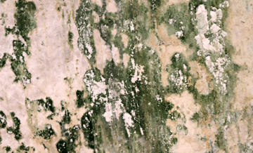 Veja nesse artigo a solução correta para um problema relativamente comum em ambientes internos de casas e apartamentos: o gesso mofado