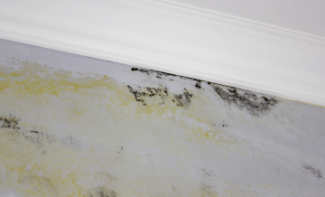 Veja como agir corretamente contra o mofo no teto de gesso para impedir que o problema se espalhe e comprometa áreas maiores.